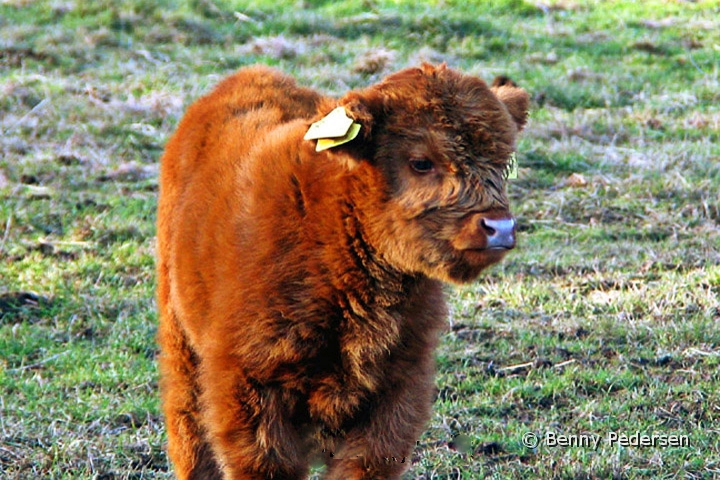 Skotsk Hojlandskvag 3.jpg - Skotsk Højlandskvæg (Highland Cattle)